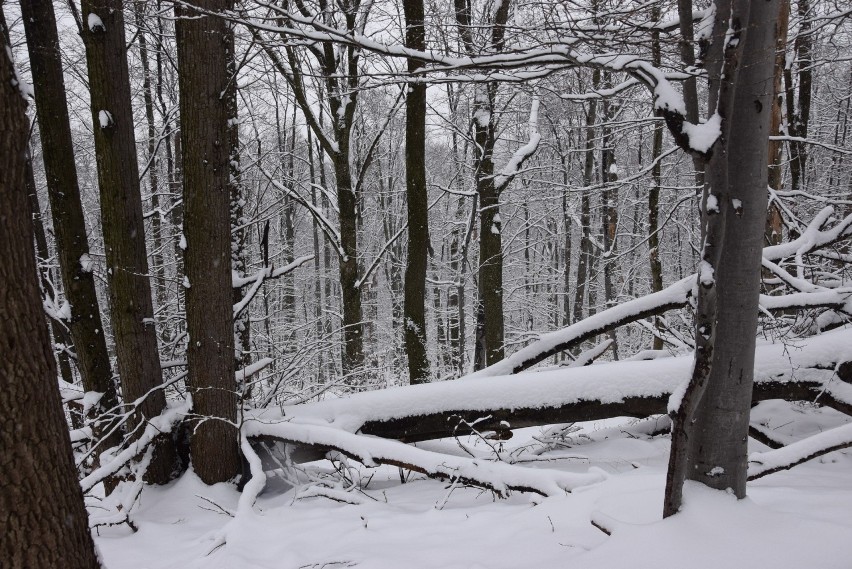 Zima przyszła w Góry Opawskie. Spadło 15 cm śniegu, Opolanie na szlakach