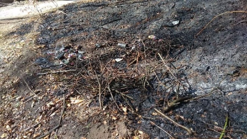 Pożar lasu w Brzuścach i Waćmierku w gminie Subkowach - prawdopodobnie to podpalenie ZDJĘCIA