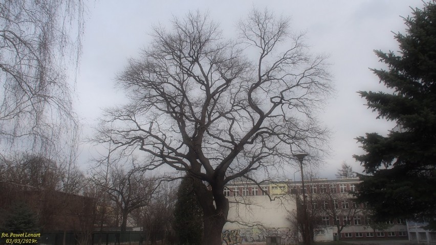 Drzewo z Wrocławia ma szansę na ogólnopolski tytuł Drzewo Roku 2019