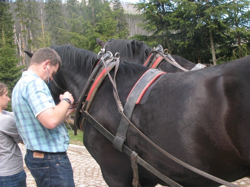 Tatry: badali konie w Morskim Oku [ZDJĘCIA]