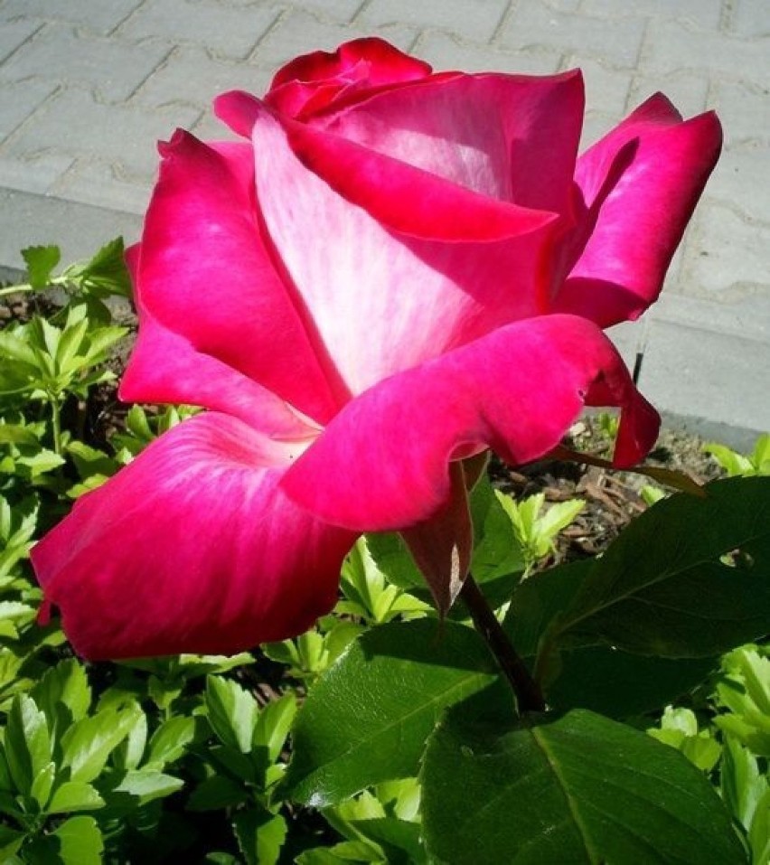Róże: nie tylko różowe - fotogaleria                                                                      