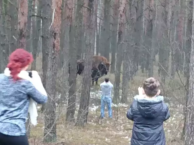 Tuż przed miejscowością Kiełpin, koło Gorzowa, przy drodze krajowej nr 22, samiec żubra przechadzał się po lesie blisko drogi. - Cieszył się sporym zainteresowaniem ze strony kierowców, którzy zatrzymywali się na poboczu, aby robić mu zdjęcia – napisał w mailu do naszej redakcji Czytelnik Rafał i przysłał kilka zdjęć oraz krótki film.