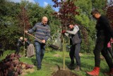 Budżet Obywatelski Płocka. Rozpoczęły się nasadzenia stu drzew z zeszłorocznego projektu [ZDJĘCIA]
