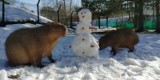 Gdański Ogród Zoologiczny. Ostatnie podrygi zimy - kapibary pożarły bałwanka