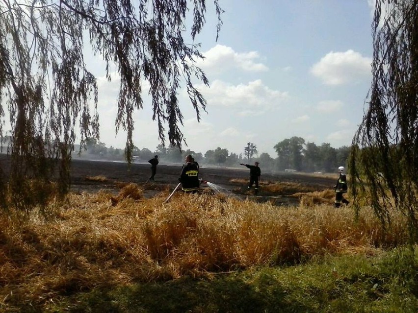 Pożar pszenicy w Bronowie