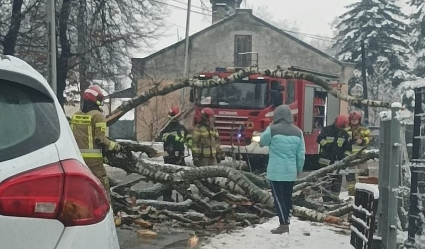 Drzewo runęło na ul. Herburtów w Przemyślu blokując przejazd [ZDJĘCIA]