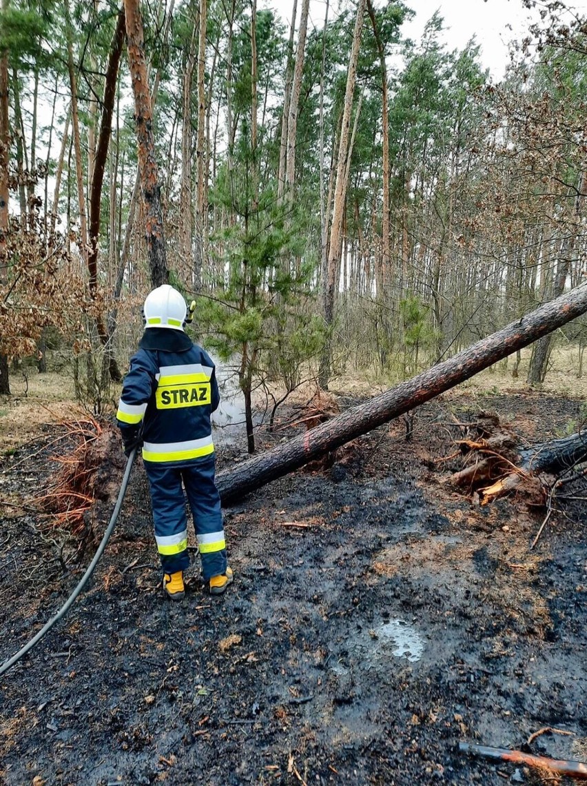 Pożar lasu w Skudzawach koło Rypina. Z ogniem walczyli strażacy z niemal całego powiatu [05.04.22, zdjęcia]