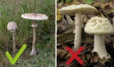 Września: Śledztwo dotyczące śmiertelnego zatrucia grzybami z 2020 roku umorzone - szczegóły sprawy 