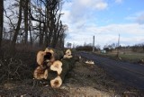 Czy wycinać drzewa? Powiedz, co o tym myślisz i weź udział w badaniach naukowych