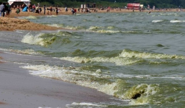 Sinice w wodach Zatoki Gdańskiej. Nieczynne m.in. kąpielisko w Kątach Rybackich 