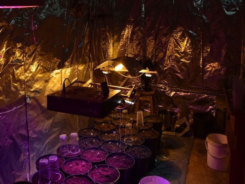 Domowa plantacja marihuany w Rudzie pod Wieluniem. Zatrzymano 58-letniego mężczyznę [FOTO]