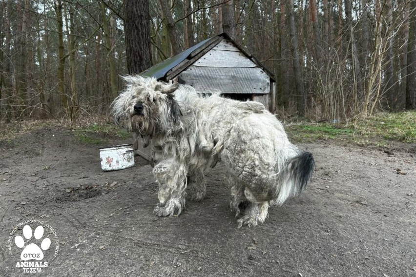 Tczewscy Animalsi brali udział w interwencji na terenie gminy Stary Targ. Powodem stan do jakiego doprowadzono te psy!