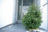 Co zrobić w Katowicach ze świąteczną choinką? MPGK prowadzi ich odbiór! Ma na to pomysł