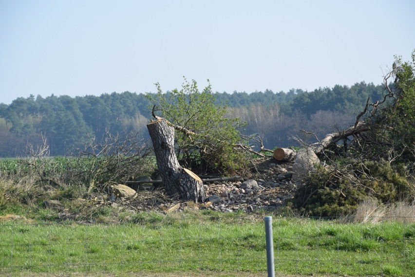 Po ściętym drzewie został tylko smutny goły pień wystający...