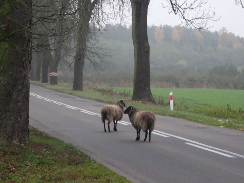 Owce na wybiegu, spacerowały po mieście...