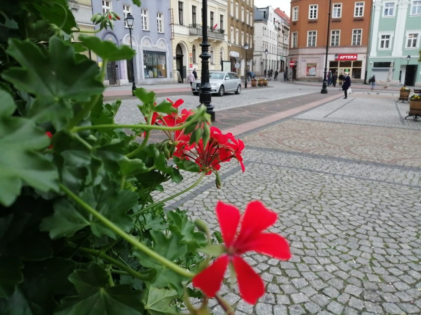 Kwiaty każdemu miejscu dodają uroku. Wałbrzyski rynek stał...