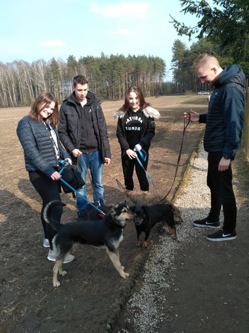 W ostatni weekend na spacerach było aż 57 podopiecznych schroniska dla psów