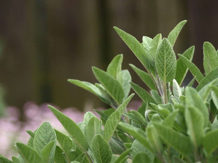Liście szałwii lekarskiej (Salvia officinalis) zawierają...