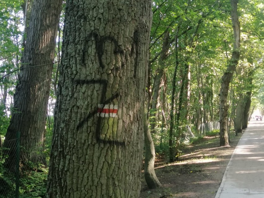 Nazistowskie symbole na drzewach na promenadzie, w zabytkowym parku 