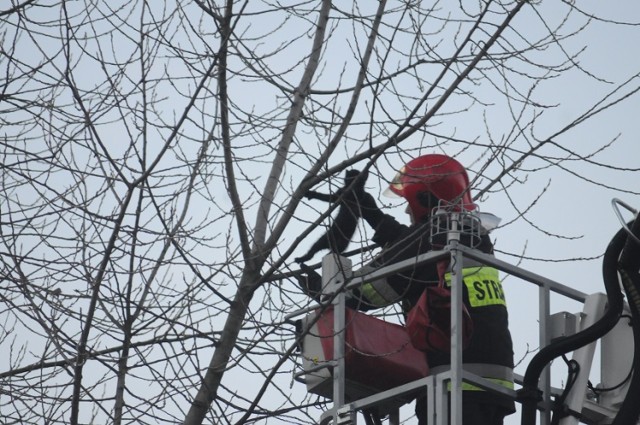 Straż pożarna ściągała kota z drzewa w Śremie przy al. Solidarności 10.01.2013