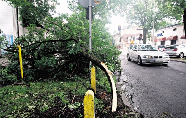 Podczas burzy drzewo złamało się m.in. na ul. Łęczyckiej, w pobliżu ul. Przybyszewskiego.