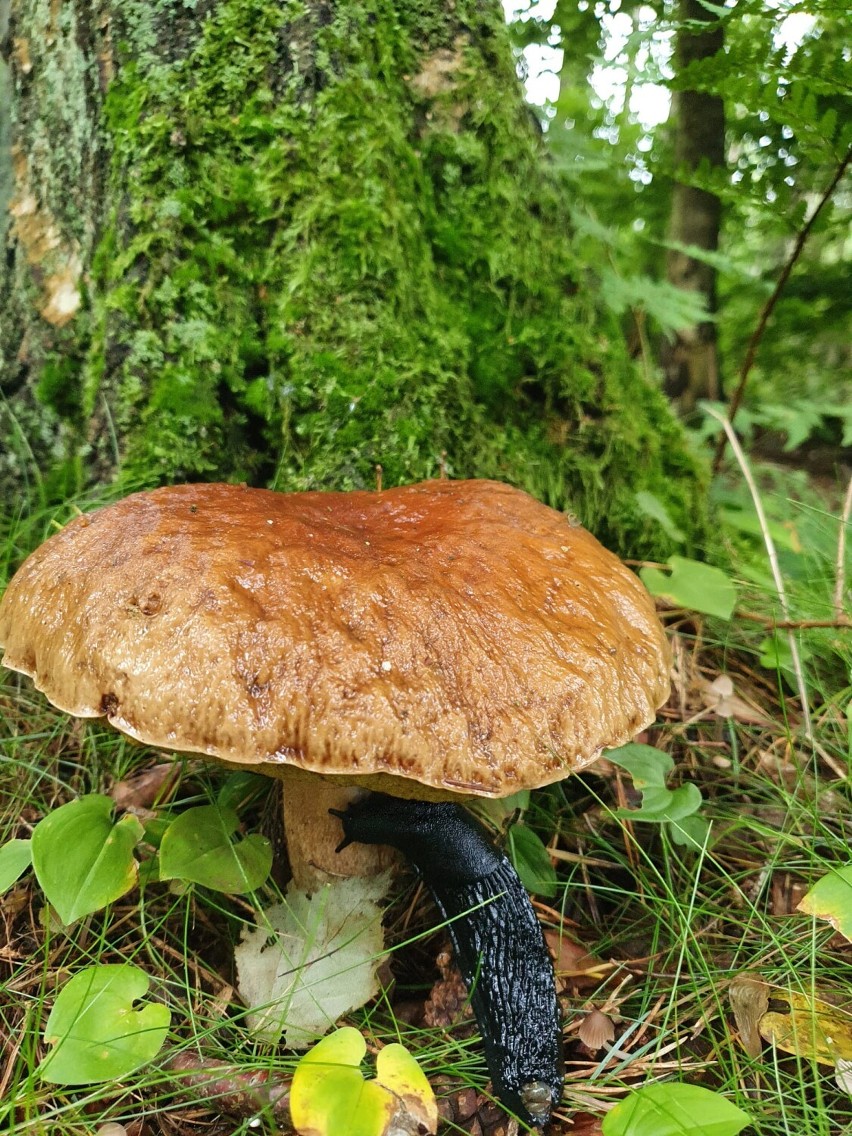 Wysyp grzybów w lasach gminy Postomino. Co za okazy! [zdjęcia]