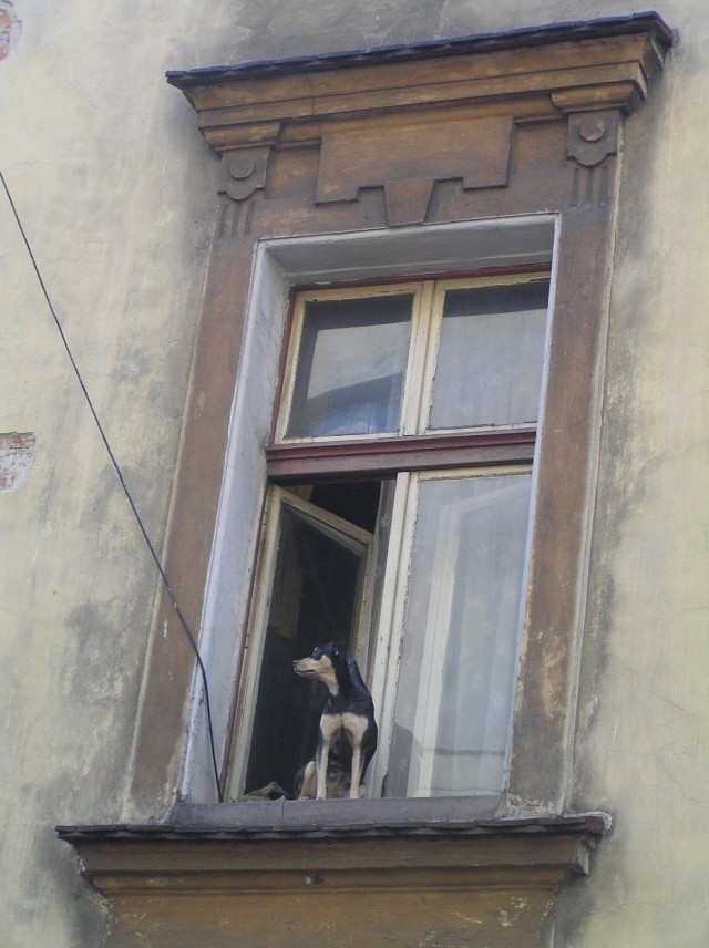 Pies Kazio i jego okno na świat.