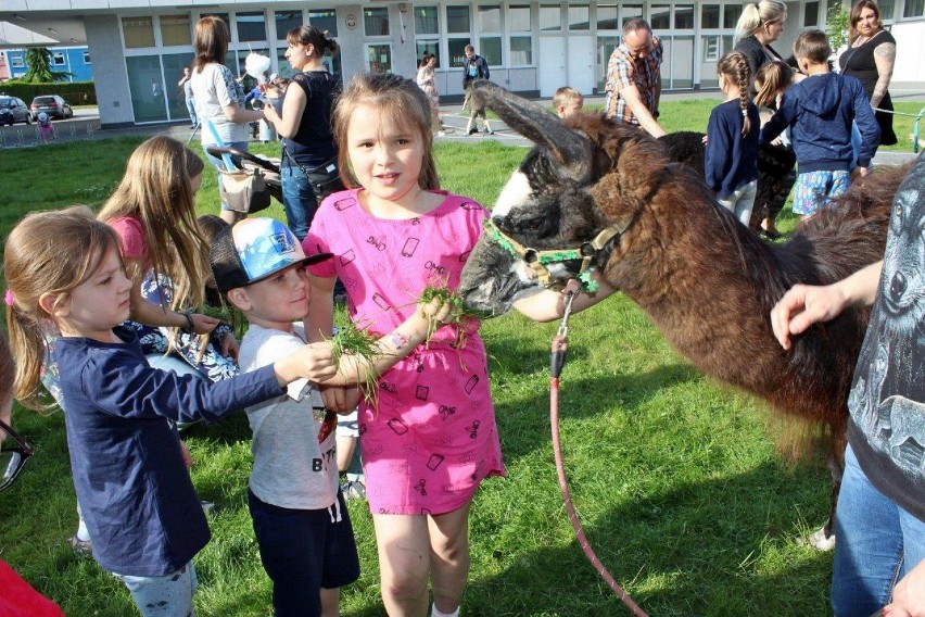 Lamy i alpaki gościć będą w parku w Janowie. Przed nami ostatnia w tym roku Parkowa Niedziela