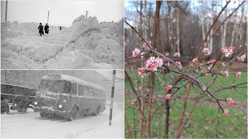 W styczniu na Piaskówce kwitną krzewy, a srogie zimy były...