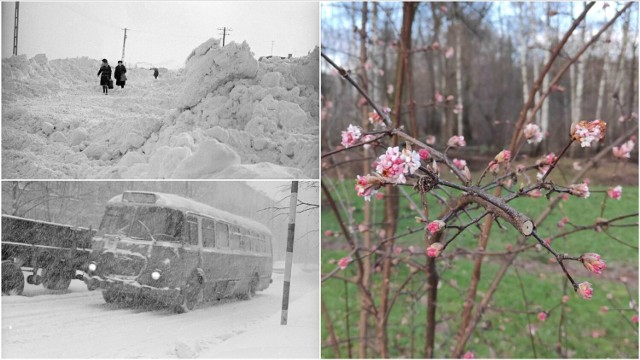 W styczniu na Piaskówce kwitną krzewy, a srogie zimy były kiedyś. W 1979 r. Polska znalazła się w szponach zimy stulecia