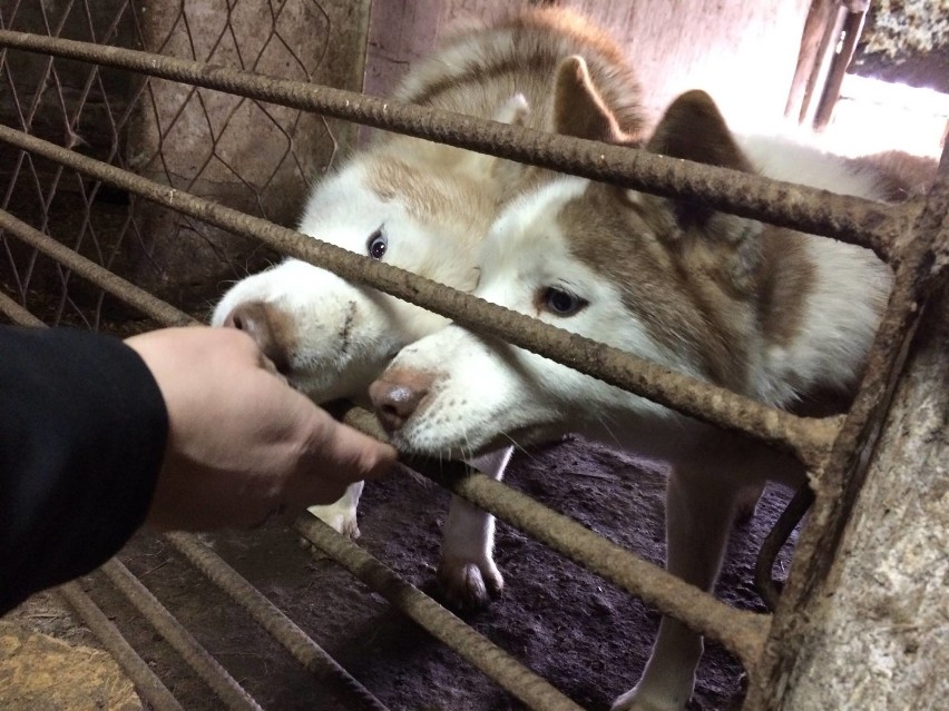 Kolejna "hodowla" psów! Należała do tego samego właściciela