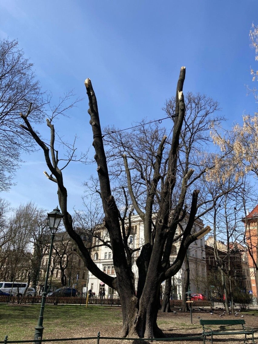 Kraków. Drzewo trup... ożyło. Takie cuda na Plantach Krakowskich