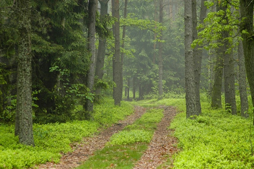 Nadleśnictwo Kwidzyn: Bezpieczne zasady zachowania się w lesie