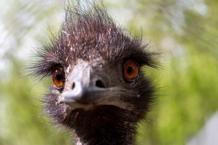 Śrem: emu zamieszkały w parkowym ZOO [ZDJĘCIA]