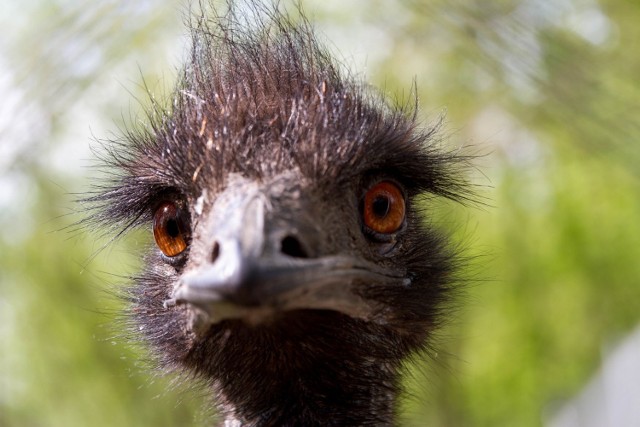 Śrem: emu zamieszkały w parkowym ZOO [ZDJĘCIA]