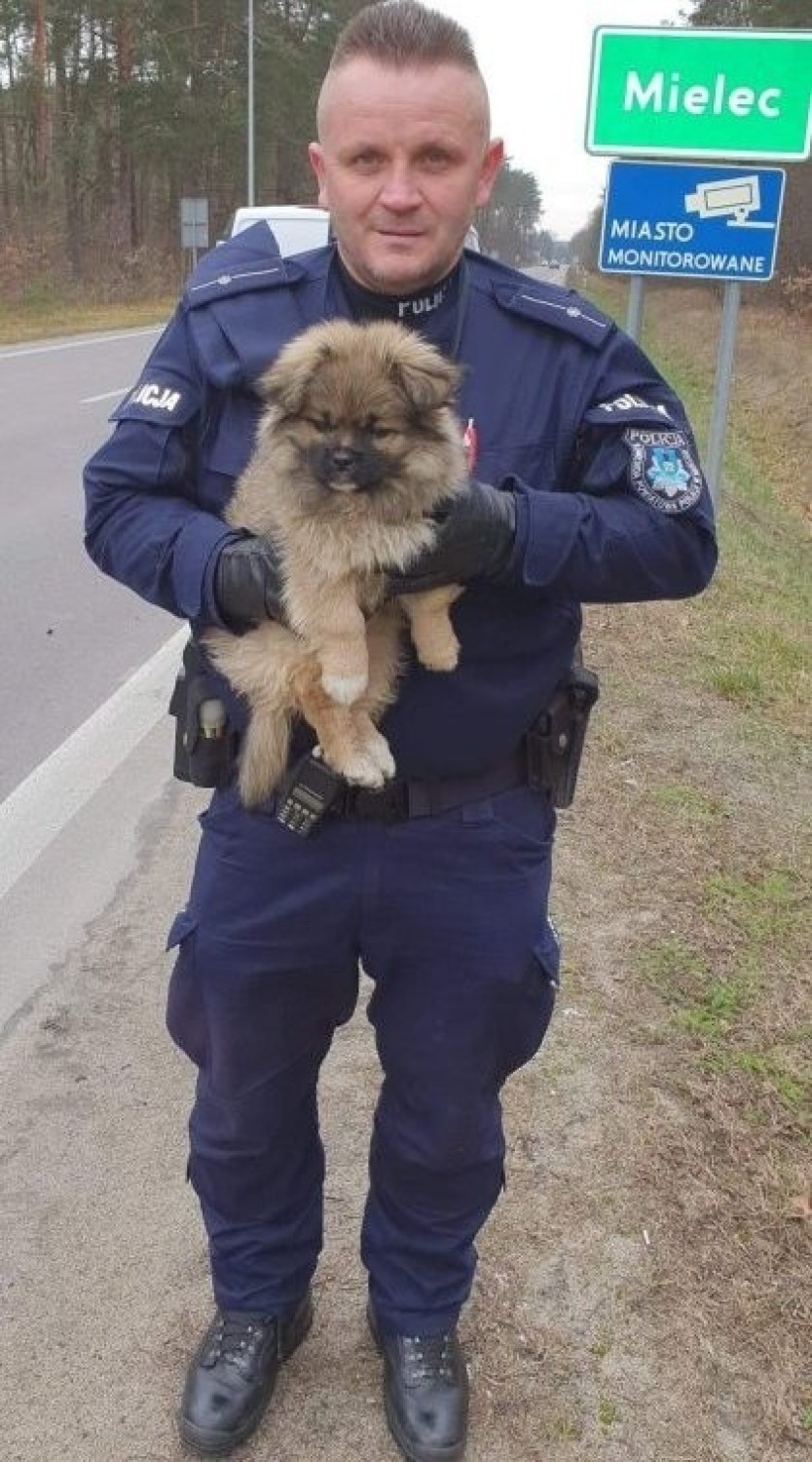 Mieleccy policjanci pomogli pieskom. Trzy bezpańskie czworonogi trafiły do schroniska dla zwierząt w Mielcu 