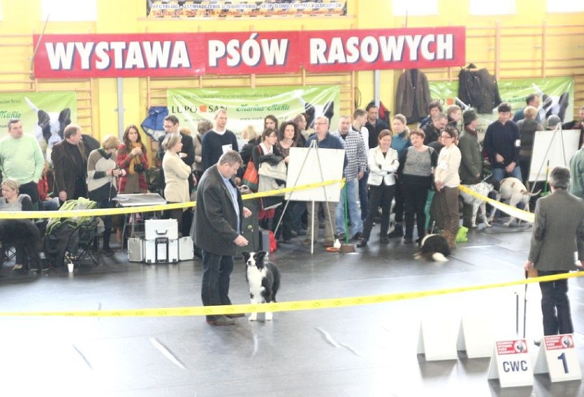 Zimowa Krajowa Wystawa Psów Rasowych w Choceniu 2013