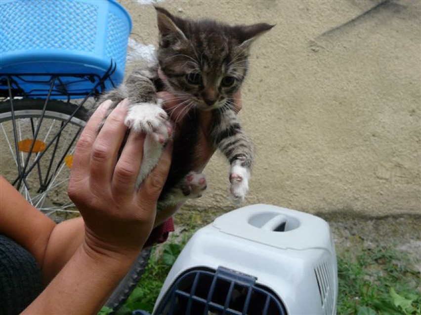 Ulica Mieszka I. Mały kotek został uratowany (zobacz zdjęcia)