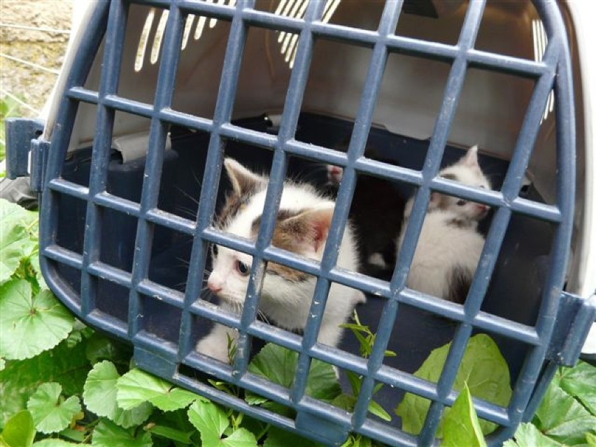 Ulica Mieszka I. Mały kotek został uratowany (zobacz zdjęcia)