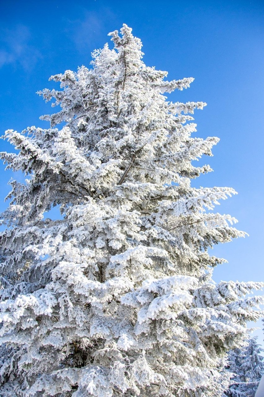 Bajkowa zima w Zakopanem i na Podhalu. Pod Tatrami jest wyjątkowo pięknie. Zobaczcie zdjęcia! 11.12.2021