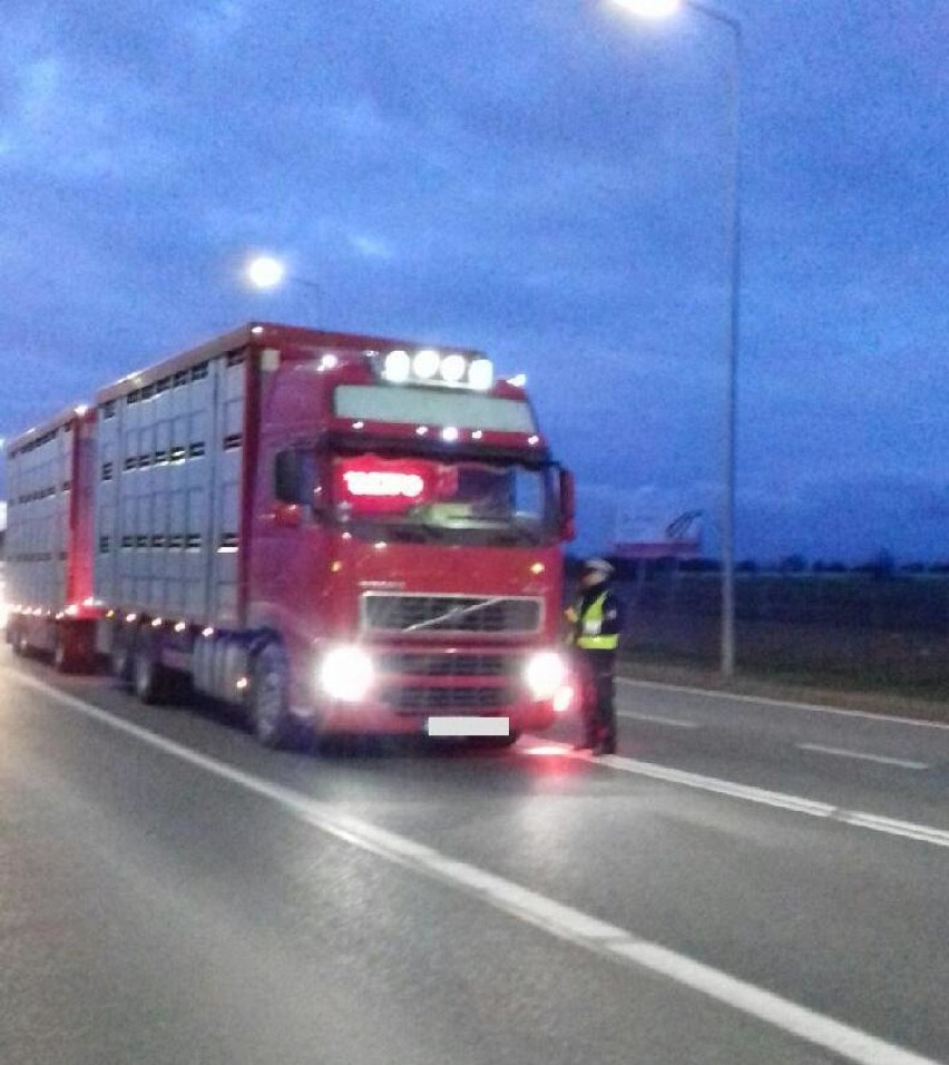 Kontrola trzeźwości kierowców ciężarówek w Piotrkowie i...