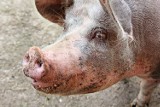 Świebodzin. Afrykański pomór świń uderzył nie tylko w jedno gospodarstwo. Te w pobliżu dostały rykoszetem