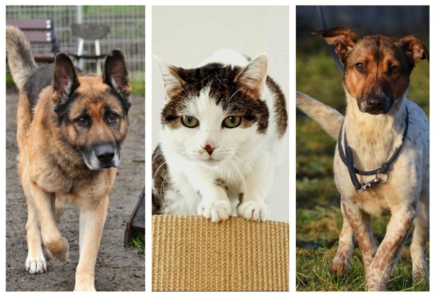 Psy i koty gotowe do adopcji w schronisku dla zwierząt w...