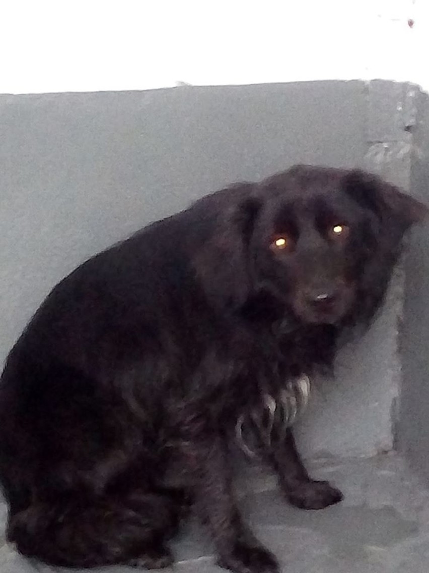 Psy do adopcji czekają w schronisku dla bezdomnych zwierząt w Opocznie [GALERIA ZDJĘĆ]