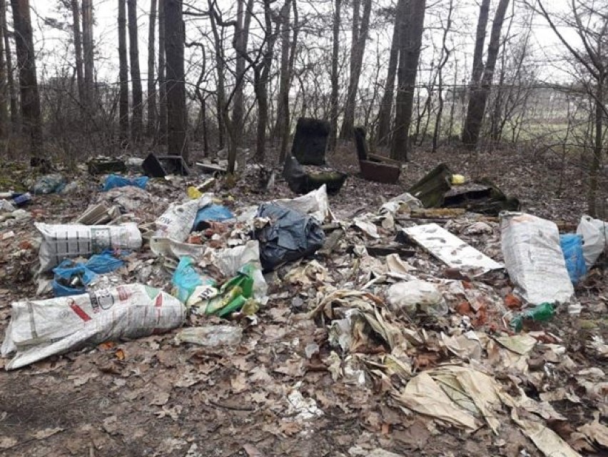 Śmieci w lesie w Dębnie Polskim