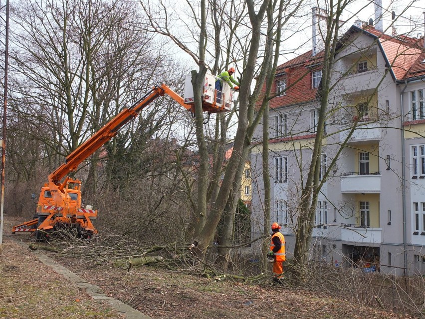 Wycinka drzew na Pasiece.