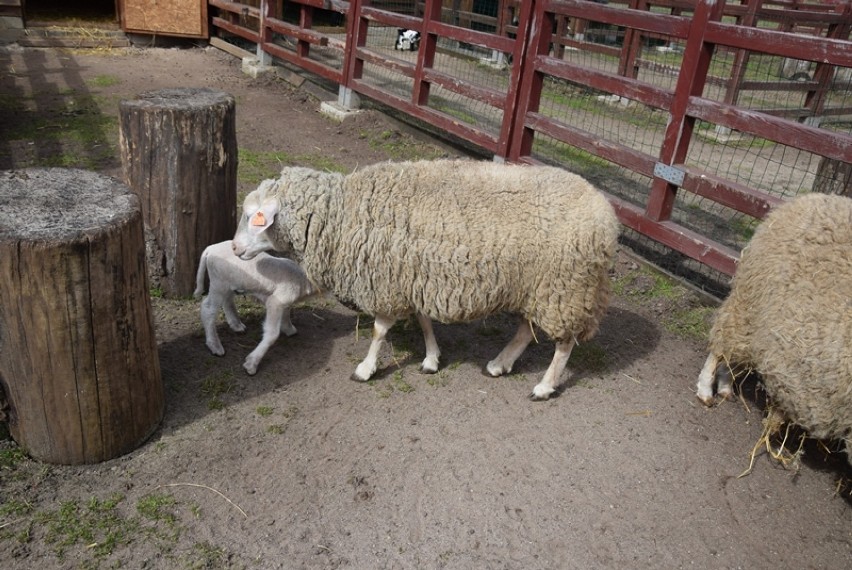 Maluchy w lubińskim ZOO. Są owieczki, kózki i króliki, a to...