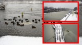 Zimowe zdjęcia nad Odrą w Głogowie. Lód, śnieg i... kaczki