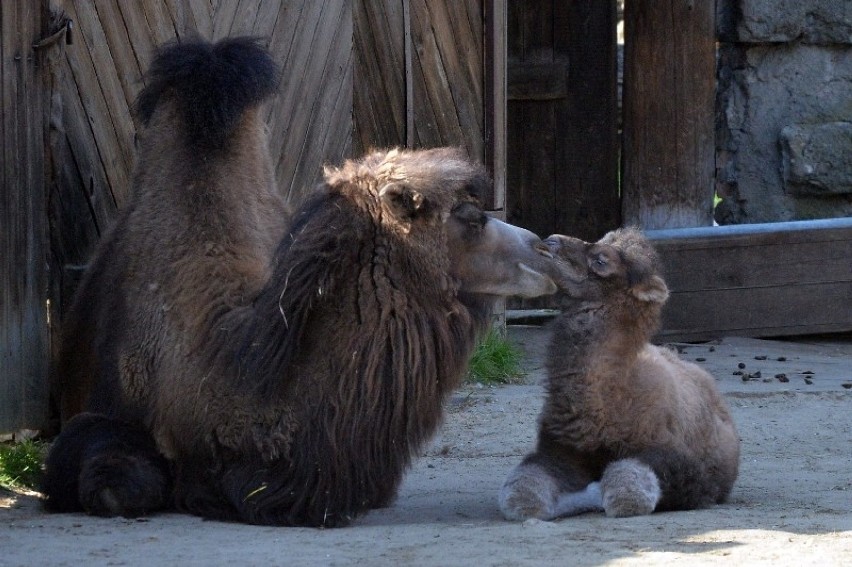 2 kwietnia w zoo w Łodzi urodził się mały wielbład