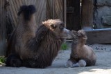 W zoo w Łodzi urodził się wielbłąd [ZDJĘCIA]